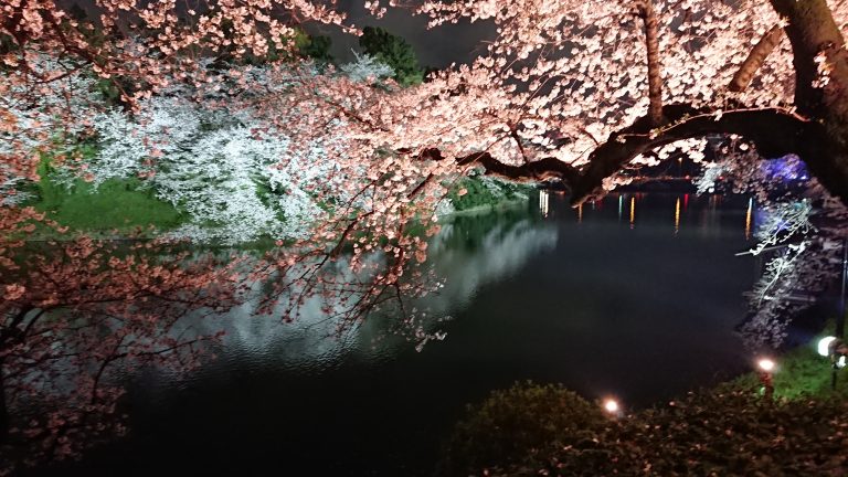 東京九段櫻花