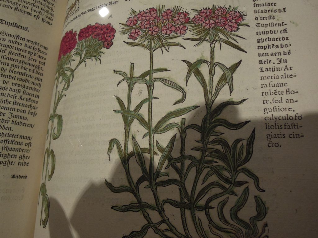 植物圖鑑